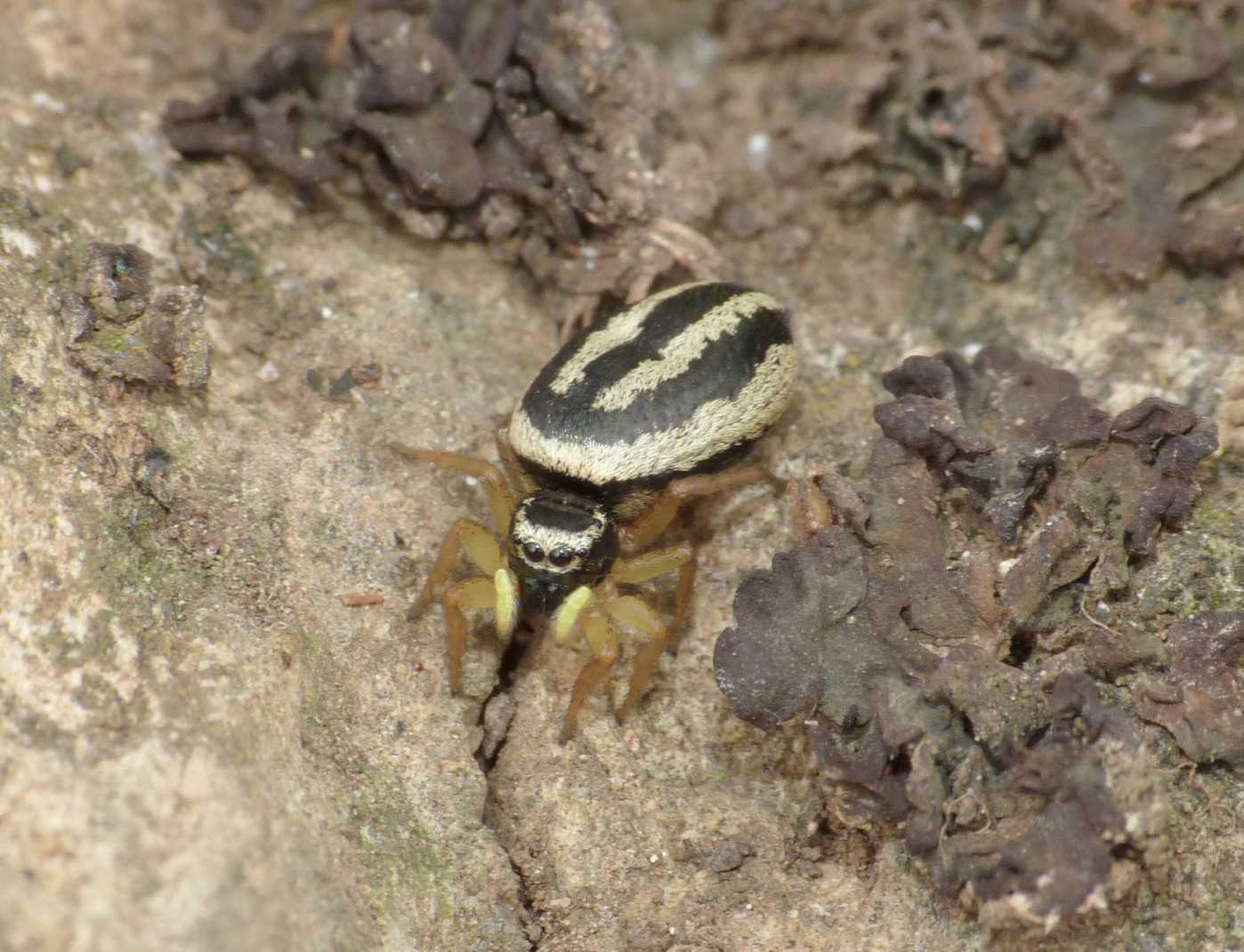 Heliophanus melinus femmina